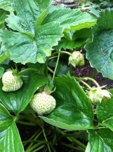 Plant Ally: An Ancient Idea for Modern Man Image